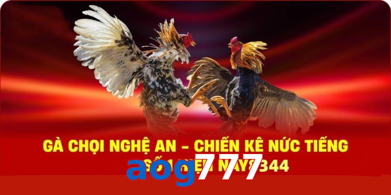 Gà Chọi Nghệ An – Chiến Kê Nức Tiếng Số 1 Hiện Nay
